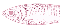 sardina copia