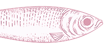 sardina